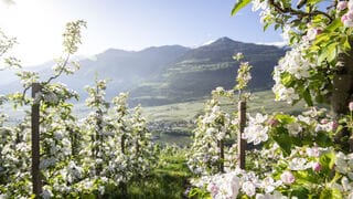 Spring in South Tyrol the perfect gourmet holiday IDM Alex Filz