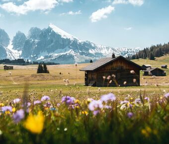 Meadows and alpine pastures on the Alpe di Siusi in Val Gardena